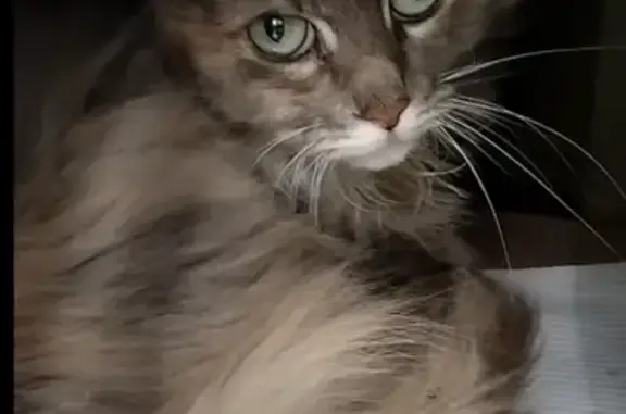 Найдена кошка на Юбилейной 6 с1, Балашиха