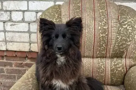 Пропала собака, Макаровка, Татарстан