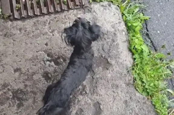 Пропала собака, Госпитальный пер., Петропавловск