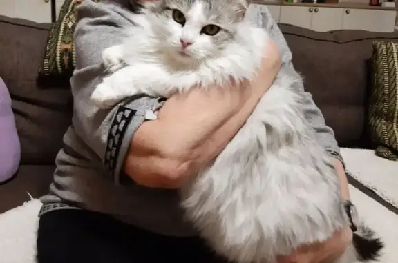 Пропала кошка Алиса, Парковая ул., Кстово