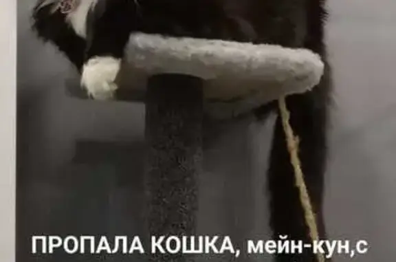 Пропала кошка, ул. Степанова, 177, Воронеж