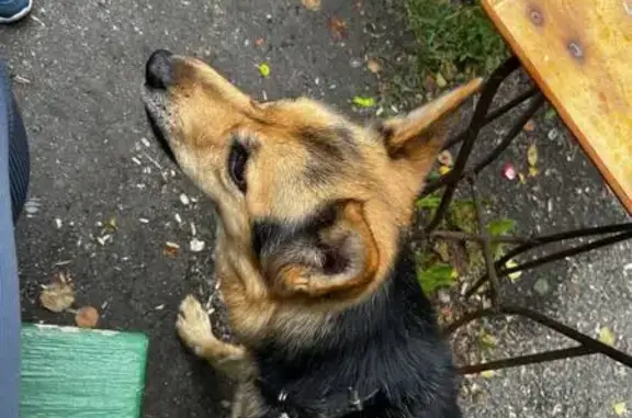 Собака найдена: ул. Шенкурская 7А, Челябинск