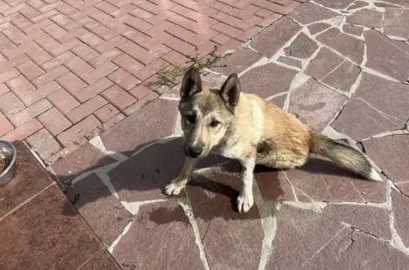 Собака найдена: ул. Достоевского, Ревда