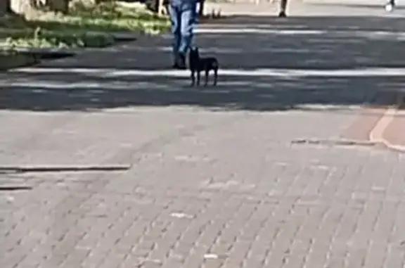 Найдена собака, Томск, фото: Той терьер у ТЦ Мира Микс, Томск