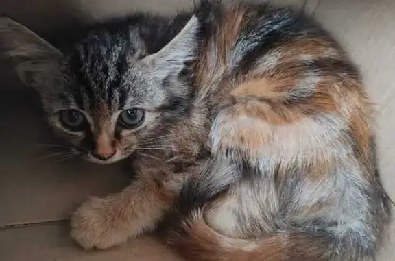 Найдена кошка, Краснодар, фото: Котёнок найден: Красная ул. 145/1, Краснодар