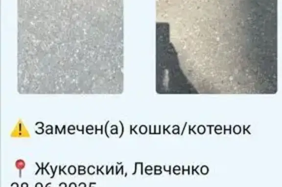 Найденные животные Жуковский, фото: Кошка найдена: ул. Левченко, Жуковский