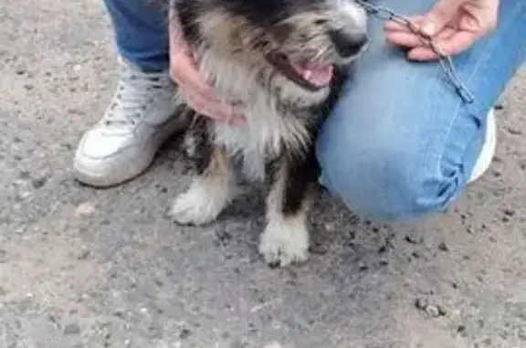 Найдена собака, Городец, фото: Собака найдена, ул. Свердлова, 5, Городец