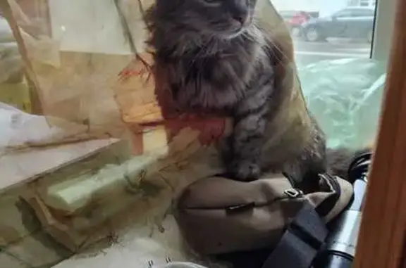 Пропала кошка, 1-я Дубровская, 7/10