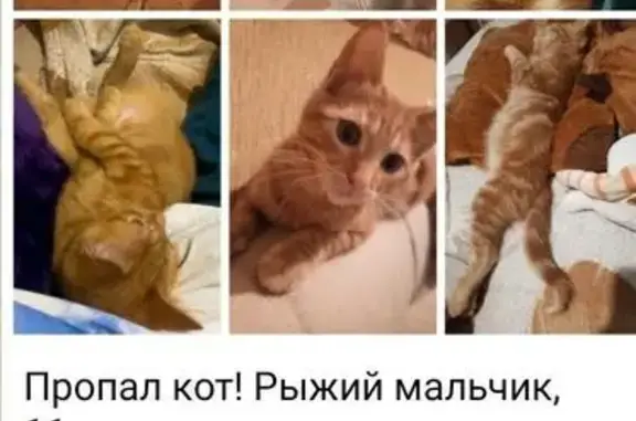 Пропала кошка, Спортивная 6, Троицк