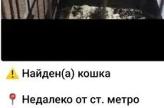 Трёхцветная кошка найдена в Москве