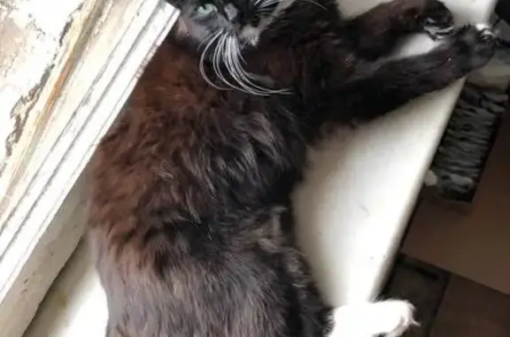 Кошки потеряшки, Москва, фото: Потеряшка чёрный кот, Староконюшенный 5/14