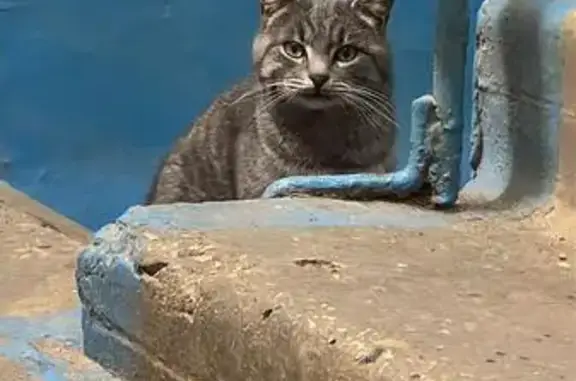 Пропал кот, Бригадная ул., 17, Тамбов