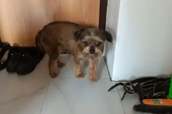 Найдена собака, Йошкар-Ола, фото: Собака найдена: Фестивальная 13, Йошкар-Ола