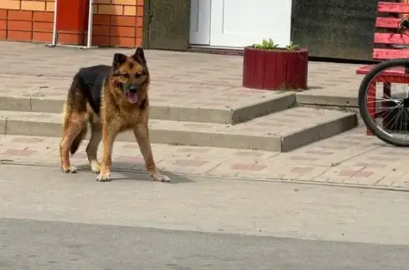Найдена собака, Валуйки, фото: Собака найдена: ул. Котовского 1, Валуйки