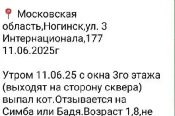 Пропала кошка, Ногинск, ул. 3-го Интернационала 177А