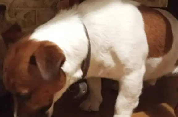 Найдена собака, , фото: Собака найдена в Большом Буньково