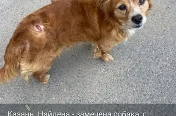 Собака найдена: Казань, Татарстан