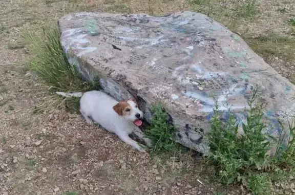 Пропала собака на ул. Гайдара, Жемчужный