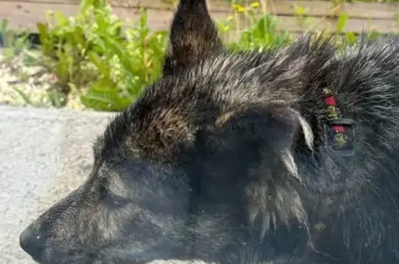 Собака найдена в Исеть Вилладж, Бобровский