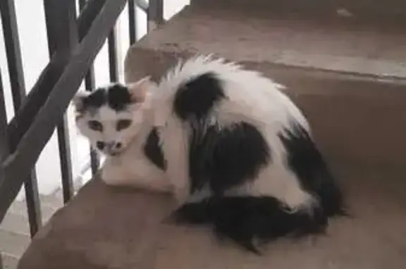 Кошка найдена: ул. Стабильная, 7