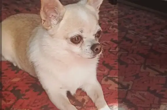 Найдена собака, Рыбное, фото: Найдена собака в Рыбном, 61Н-403