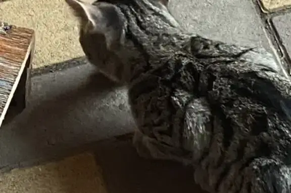 Кошки потеряшки, Николаевка, фото: Потеряшка кошка, ул. Горюнова 9, Николаевка