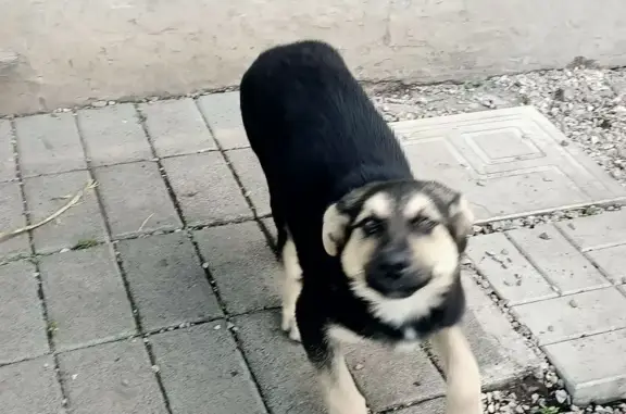 Щенок найден в СНТ Мичурина 4, Магнитогорск