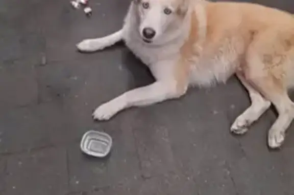 Собака найдена: ул. Проф. Баранова, 6, Клг.