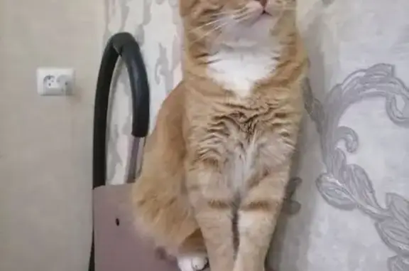 Кошки потеряшки, Ухта, фото: Потеряшка кошка, ул. Сенюкова 41, Ухта