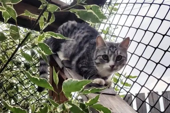 Пропала кошка, Карабихское с/п, Ярославль