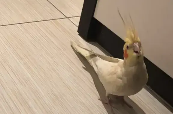 Пропала птица, Пушкино, ул. Центральная, 42