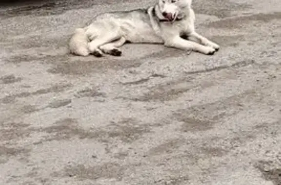 Хаски найдена на Цветной, 20, Курск