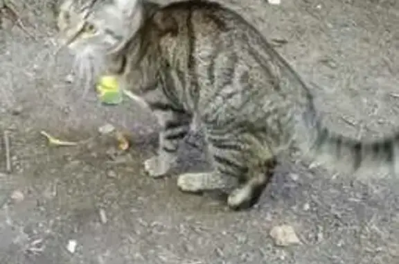 Найдена кошка, Кострома, фото: Кошка найдена: Мясницкая ул., 62, Кострома