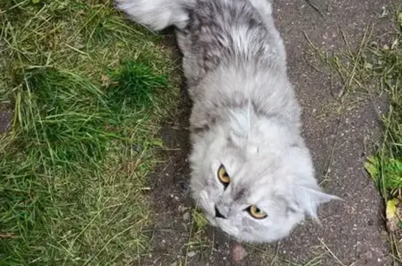 Найдена кошка, Калининград, фото: Найдена кошка, ул. Чекистов, 63, Калининград