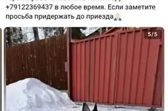 Пропала собака, ул. Орджоникидзе, 22