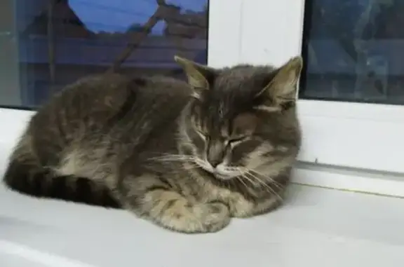 Найдена кошка, Копейск, фото: Найдена кошка на ул. 21-го Партсъезда, 6А