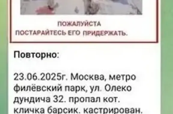 Пропал кот, ул. Олеко Дундича 32, Москва