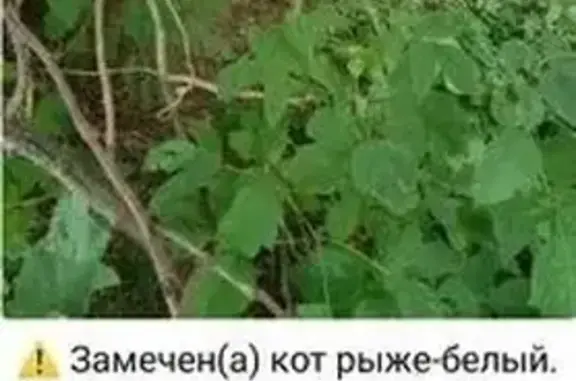 Найденные животные Жуковский, фото: Кот найден: Нижегородская ул., Жуковский