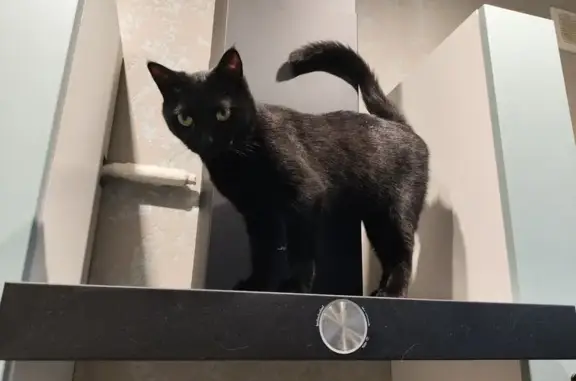 Пропала черная кошка, Королёв, Октябрьская 9А