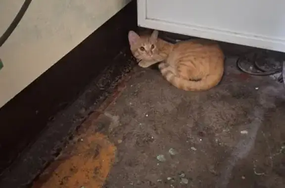 Найдена кошка, Калининград, фото: Кошка найдена: Дюнная ул, Калининград