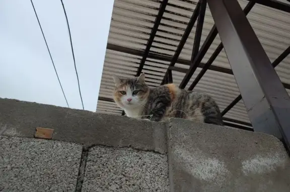 Пропала кошка, Ясная ул., Горячеводский