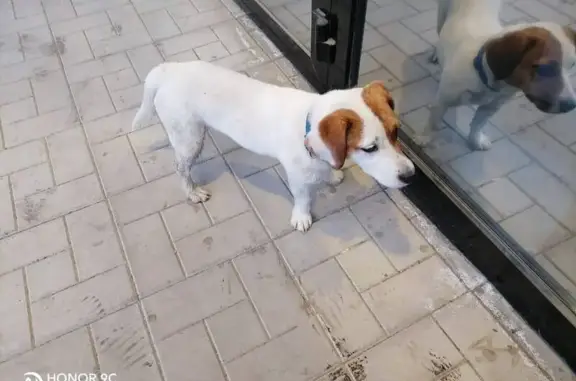 Собака найдена, ул. Шмакова, 39, Челябинск