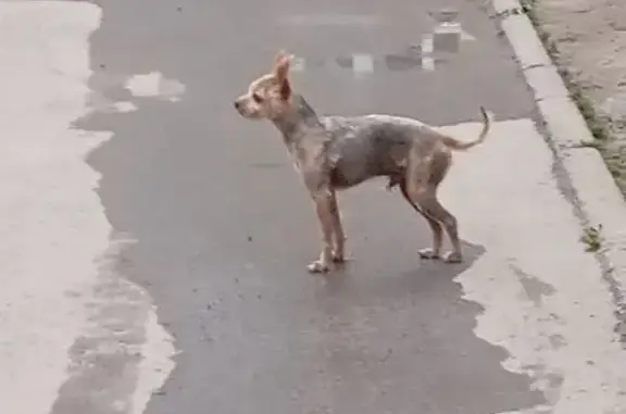 Потерян пёс: ул. Черепанова, 8, Знаменский