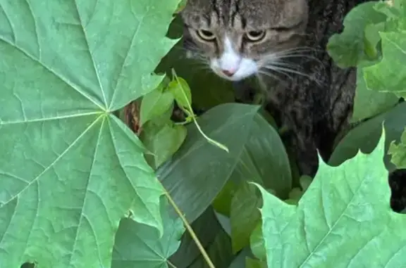 Кошка найдена, пр. А. Невского, 29, Петрозаводск