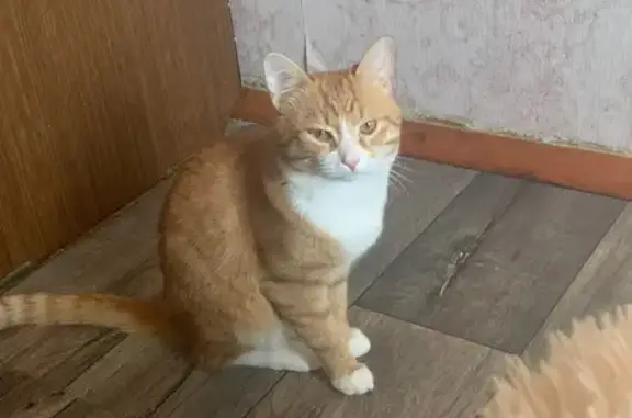 Пропал кот Рыжий на ул. Рылеева, 3, Бор