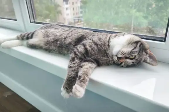 Котёнок найден: Медицинская ул., 5, Йошкар-Ола