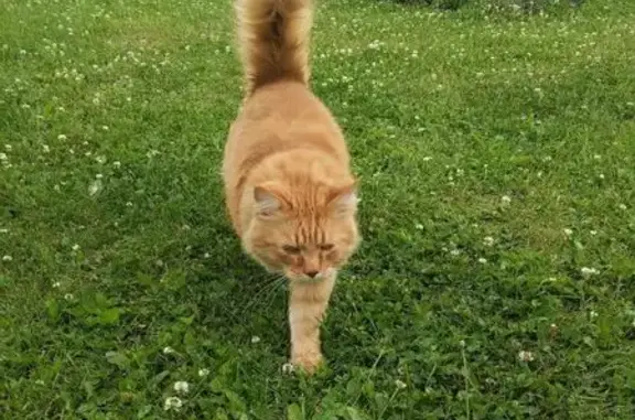Кошки потеряшки, , фото: Потеряшка кошка, МО, особые приметы.
