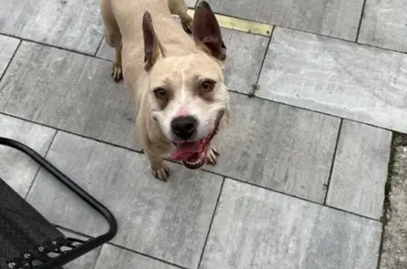 Найдена собака, ул. Тенистая Аллея, Калининград