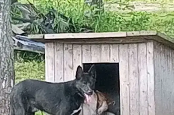 Собака найдена: Петрушкино, Тверская обл.