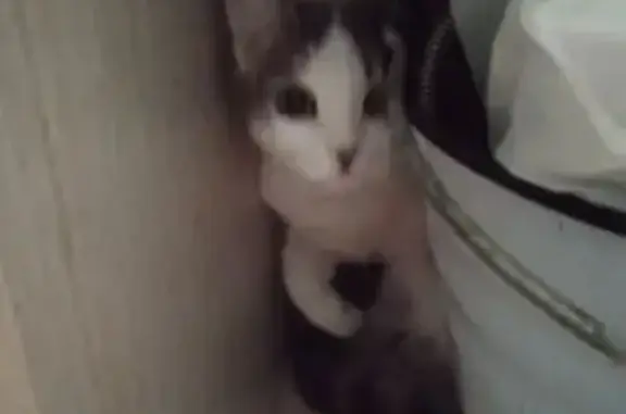 Найдена кошка, ул. Мира, 160, Тольятти